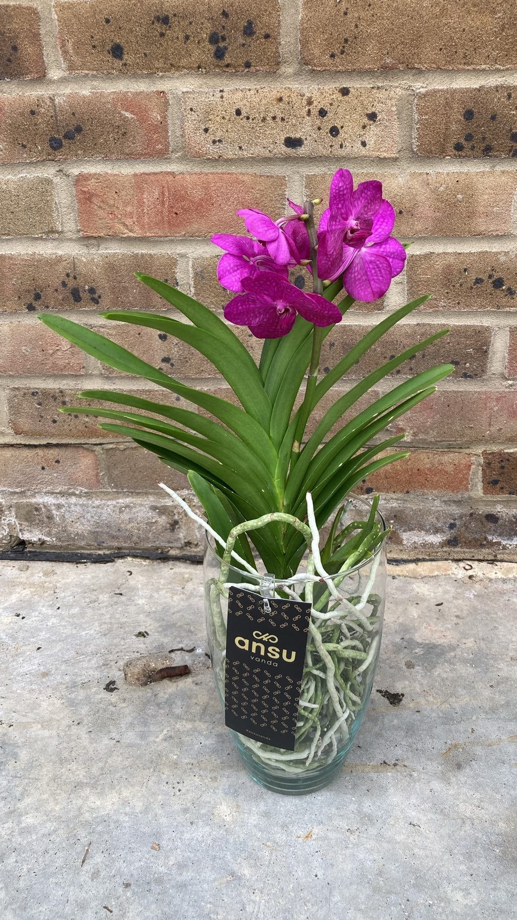Vanda Tayanee Cerise