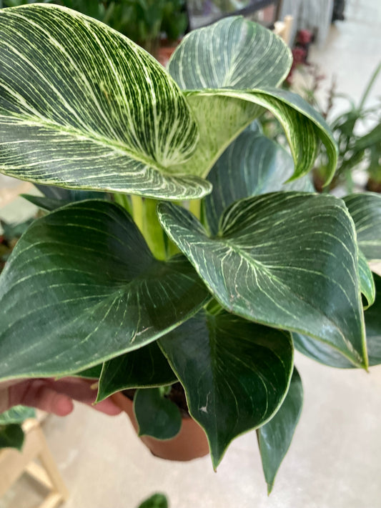 Philodendron Birkin