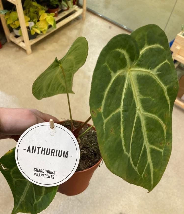 Anthurium Magnificum hybrid