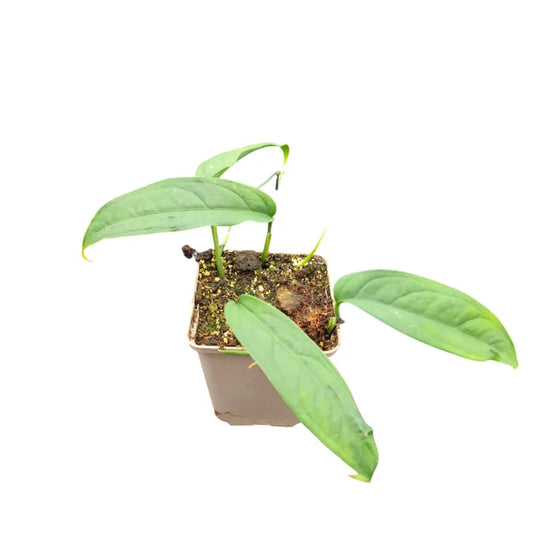 Monstera obliqua ‘Yasuni’