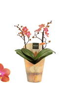 Phalaenopsis mf. Dusty Belle (scented)