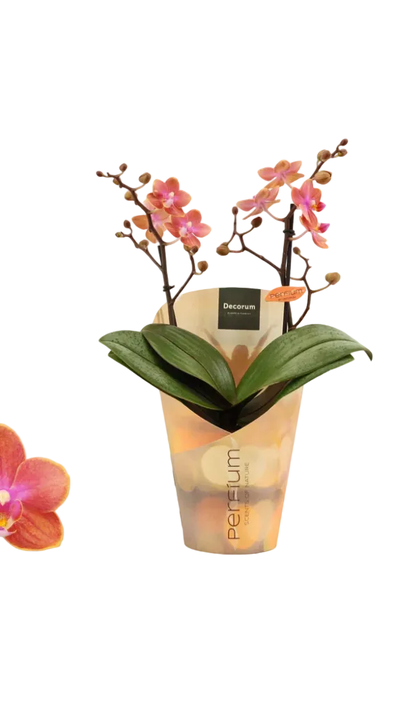 Phalaenopsis mf. Dusty Belle (scented)