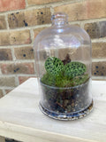 Rare Jewel Orchid Terrarium Kit