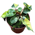 Philodendron Billiatiea Variegated