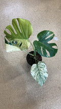 Monstera Deliciosa Mint