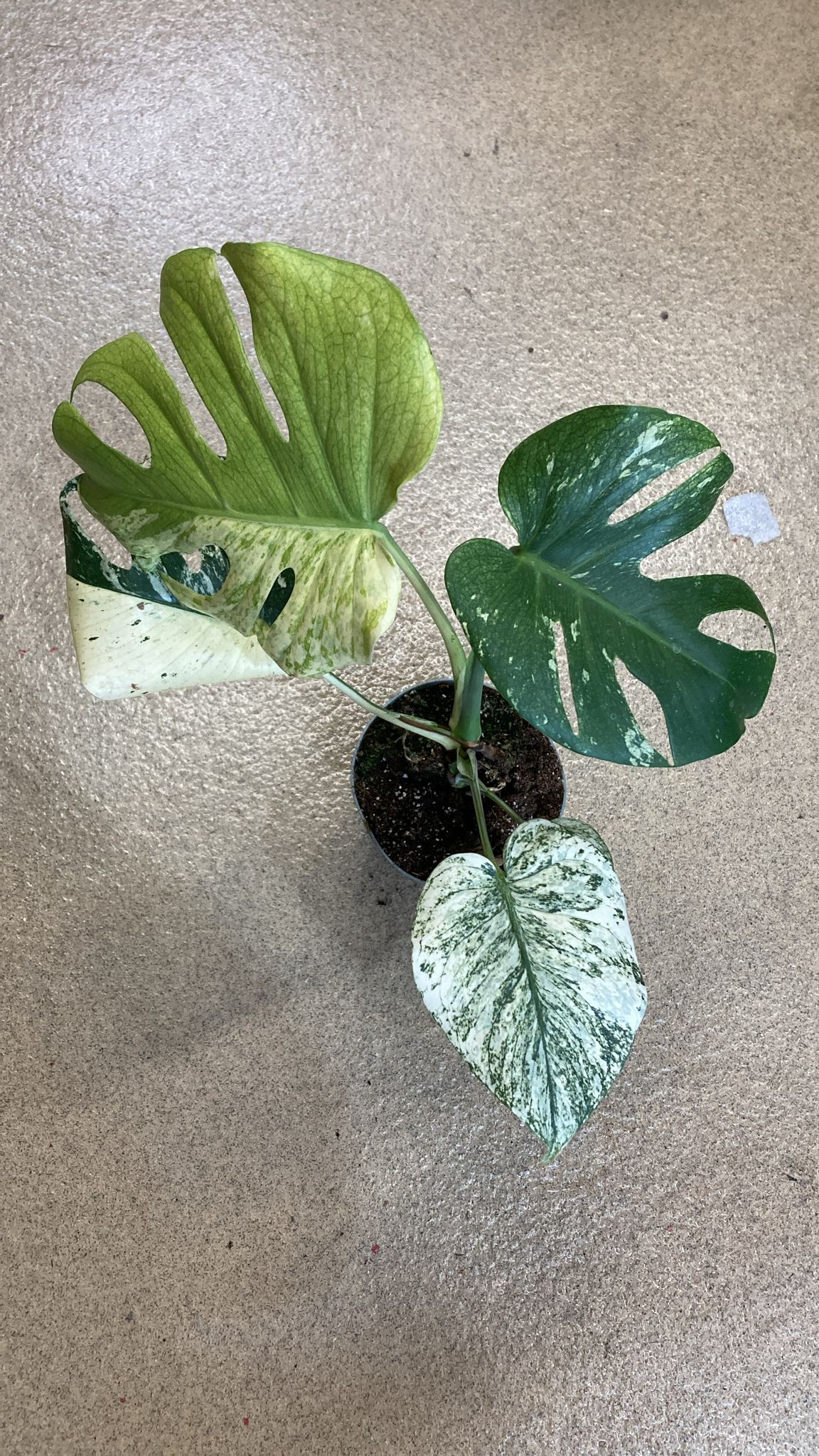 Monstera Deliciosa Mint