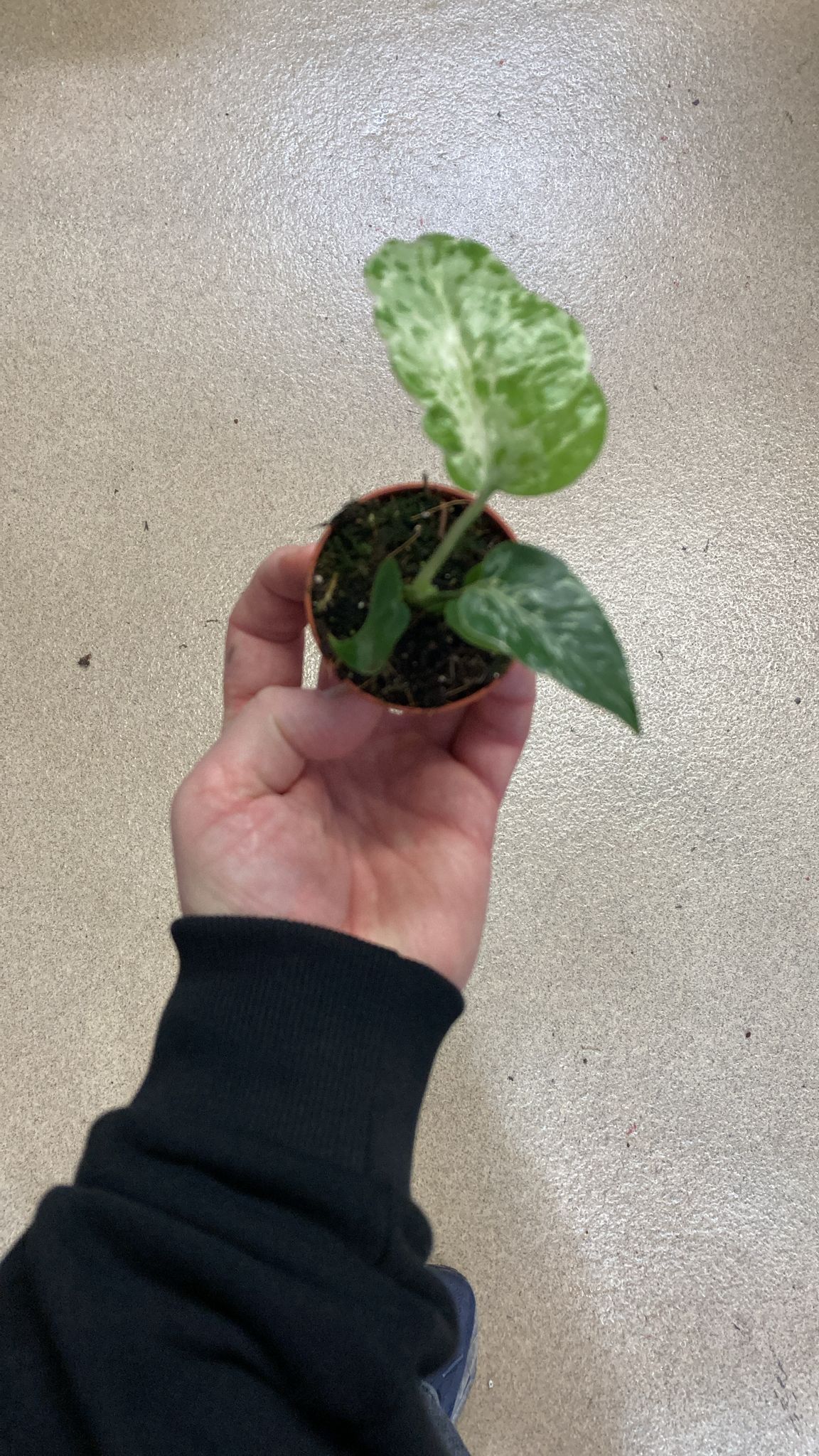 Monstera deliciosa 'Bulbasaur'