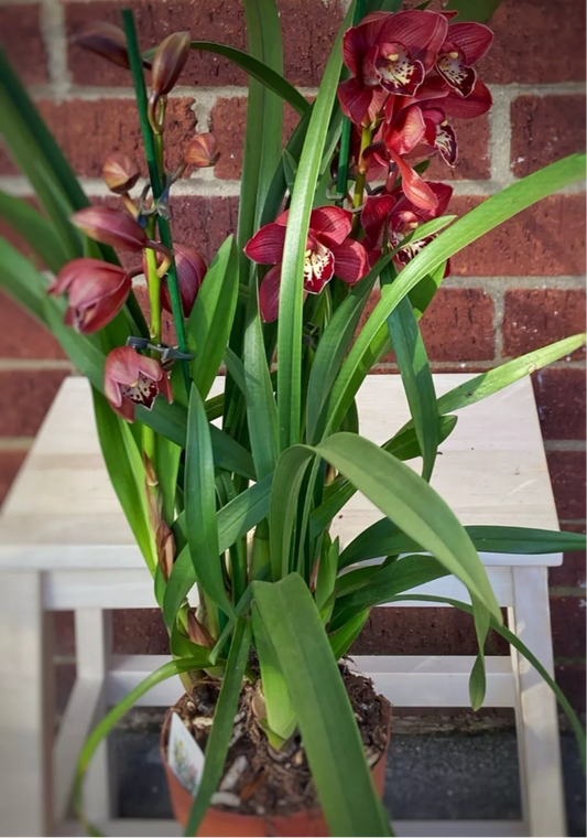 Cymbidium ‘ Red Beauty’