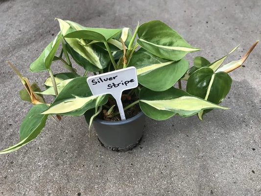 Philodendron Silver Stripe