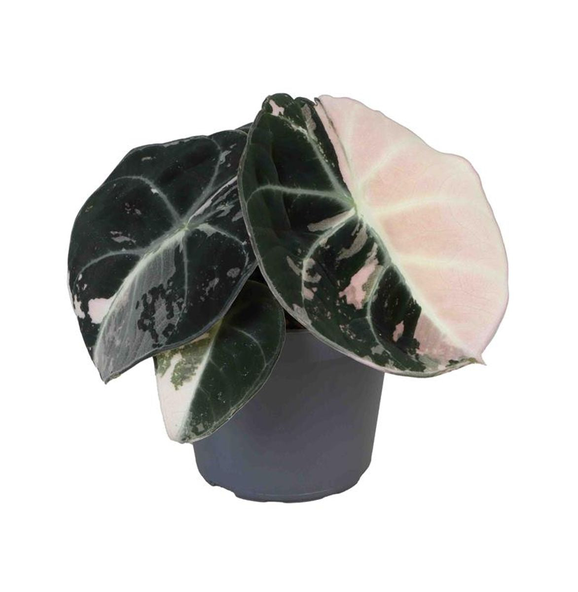 Alocasia BVP (P7)