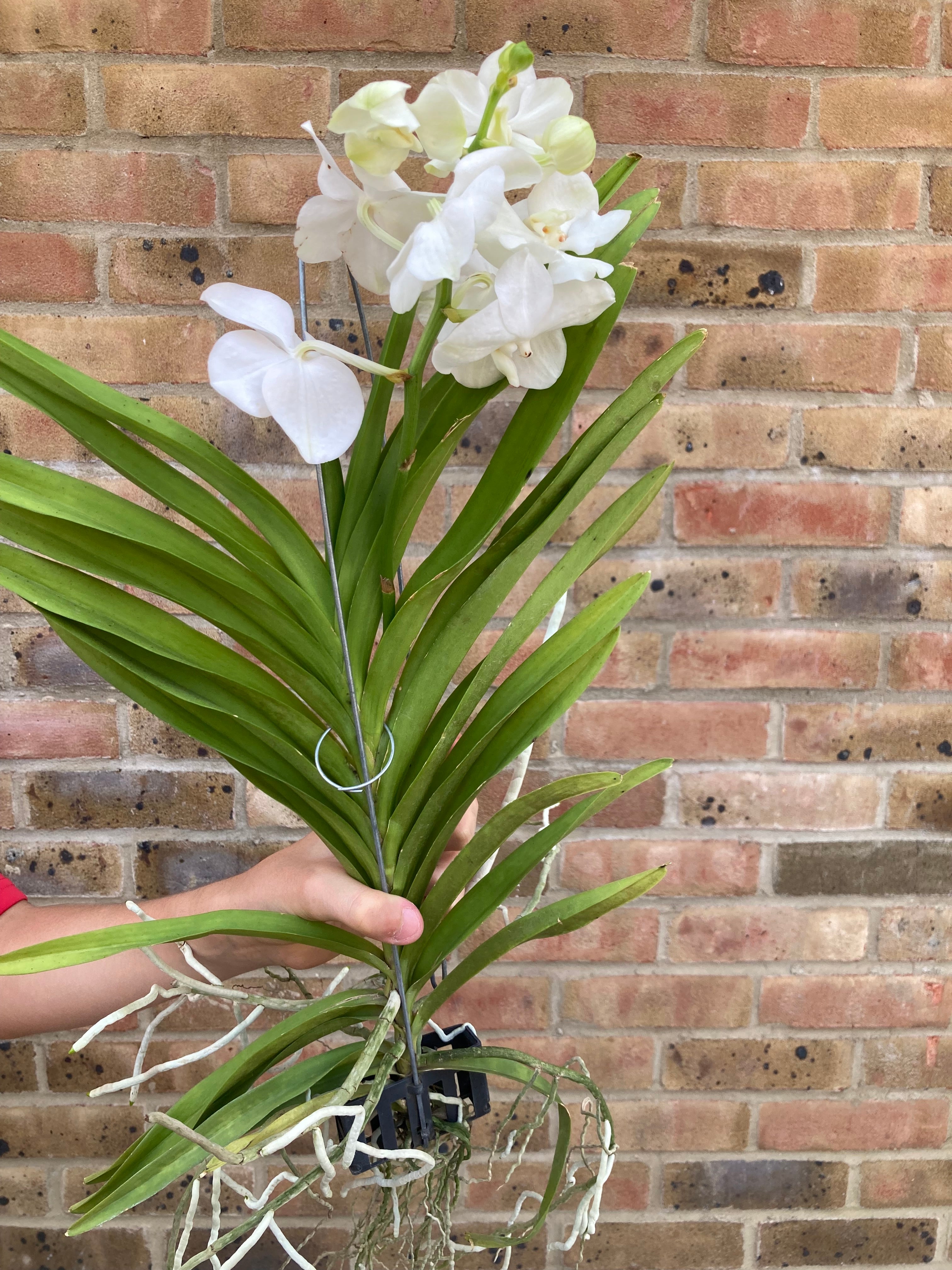 Vanda Tayanne White