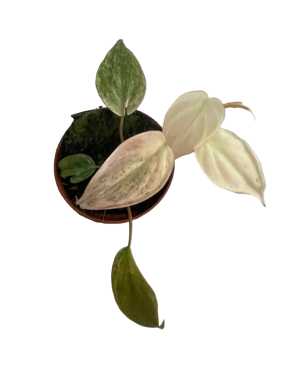 Philodendron Micans Marbel Variegated