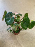 Begonia Rouqe Variegated