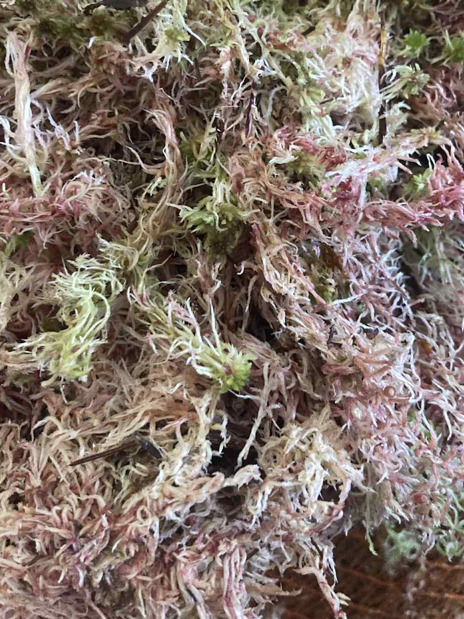 Sphagnum Moss