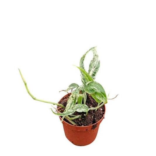 Amydrium zippelianum Variegata