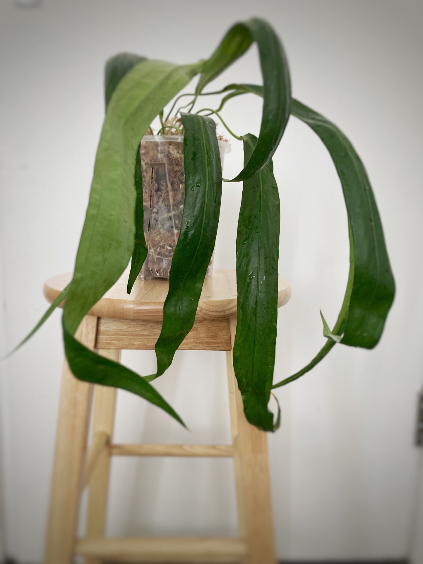Anthurium Friedrichsthalii - PRE ORDERS