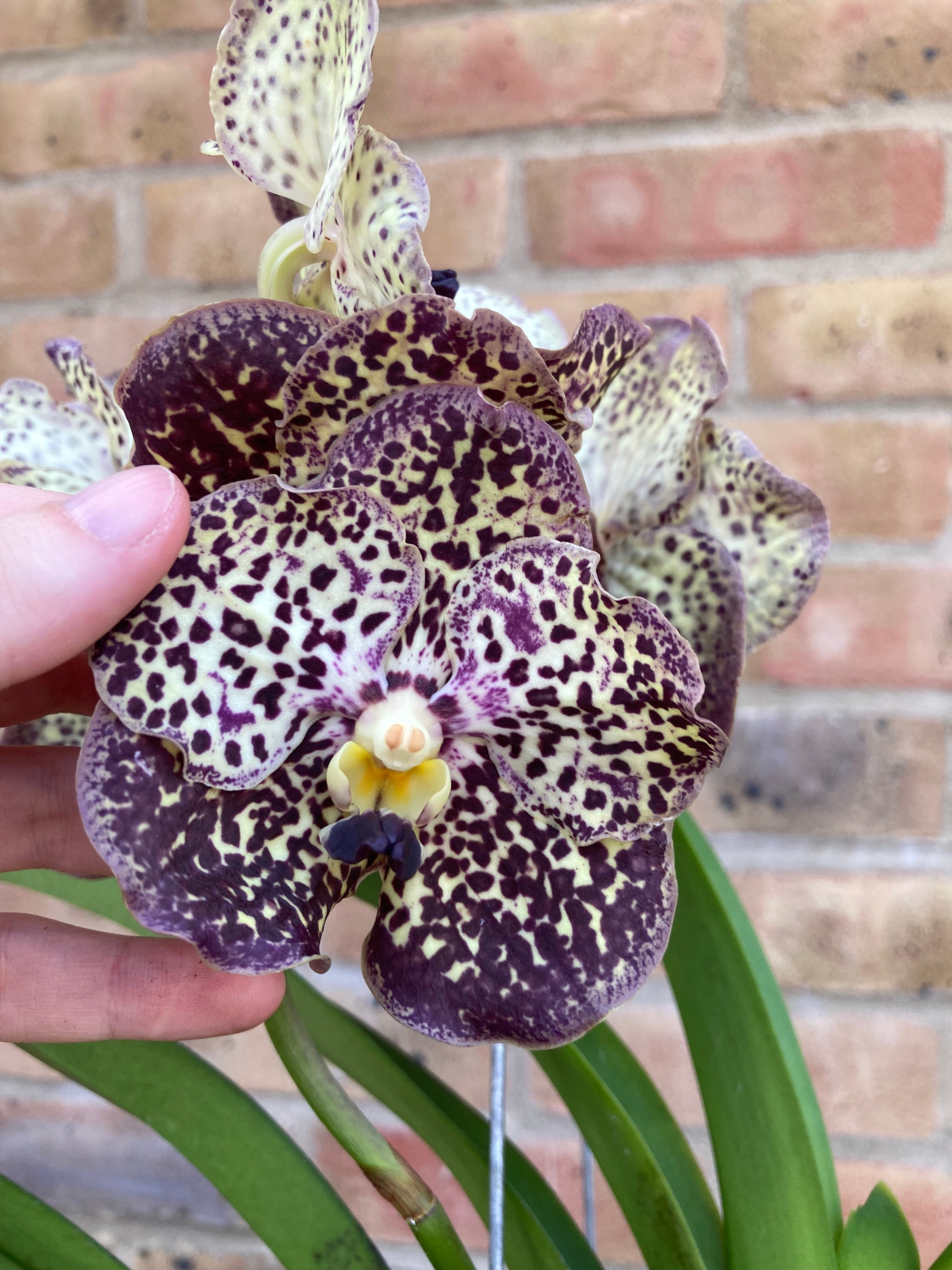 Vanda Sunanda Ocelot Sangria