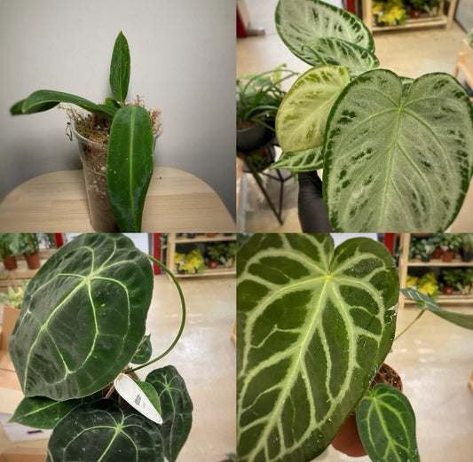 Anthurium Mistery box