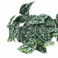 Scidnapsus Tricolor Silver