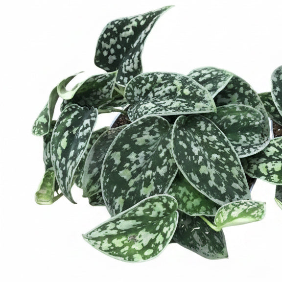 Scidnapsus Tricolor Silver