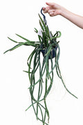 Selenicereus Grandiflorus