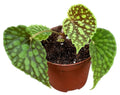 Begonia Chlorosticta