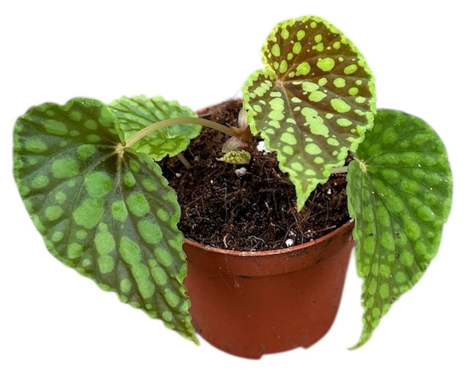 Begonia Chlorosticta