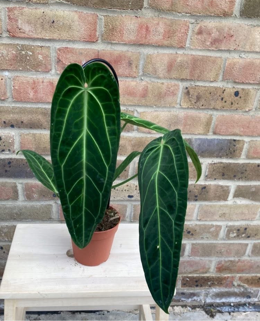 Anthurium Warocqueanum