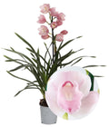 Cymbidium No ID  (In bloom)