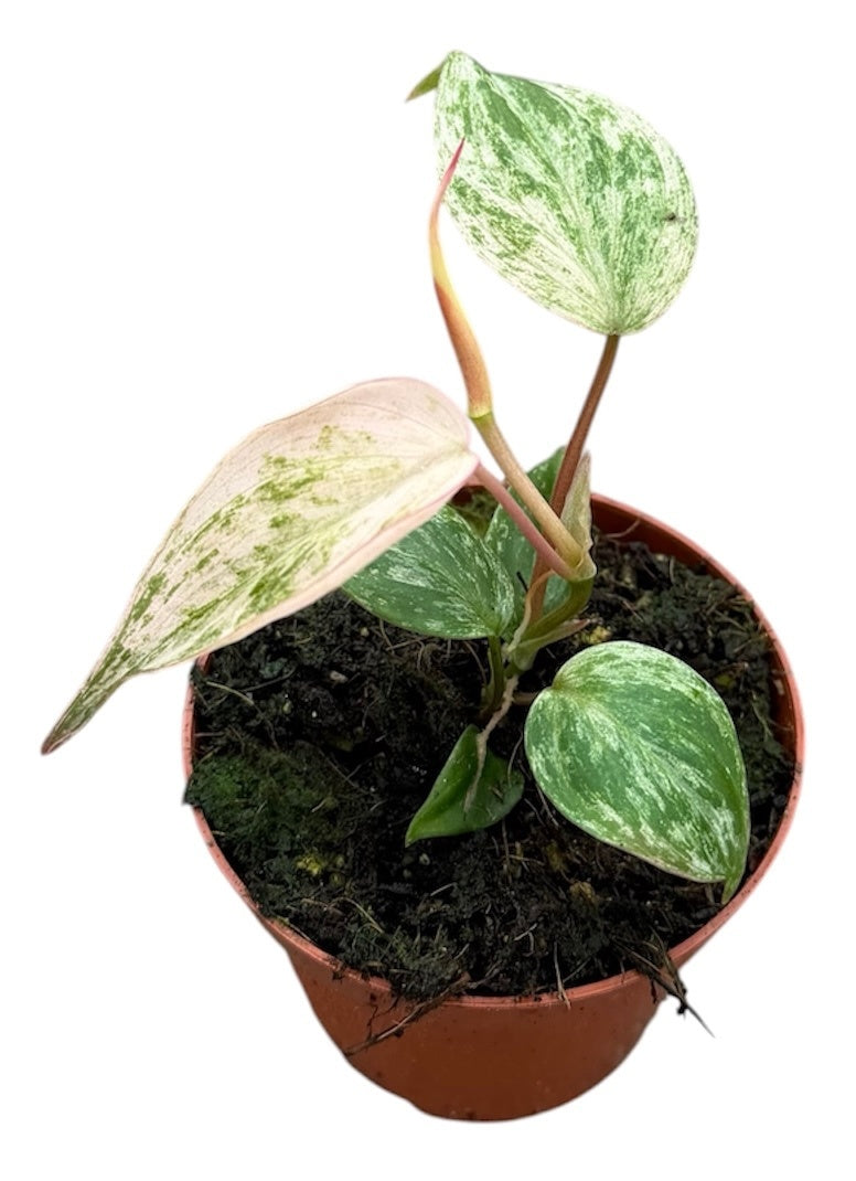 Philodendron Micans Marbel Variegated