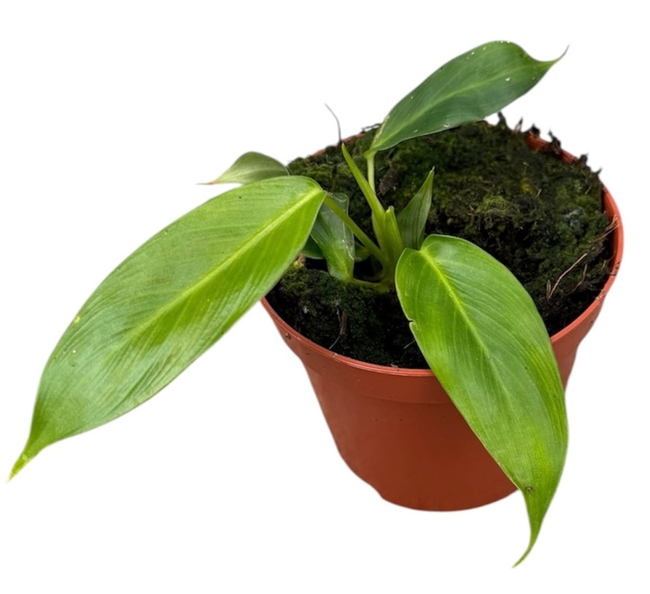 Philodendron patriciae