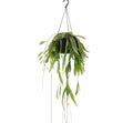 Pseudorhipsalis ramulosa 'Red Coral'