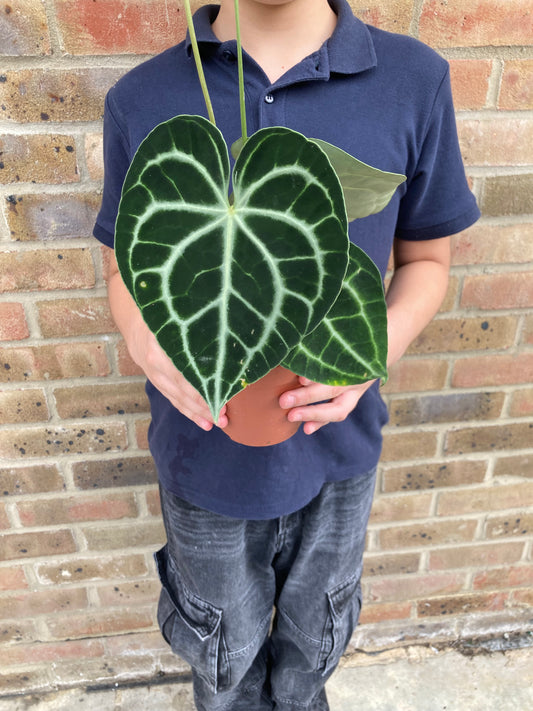 Anthurium Clarinervium