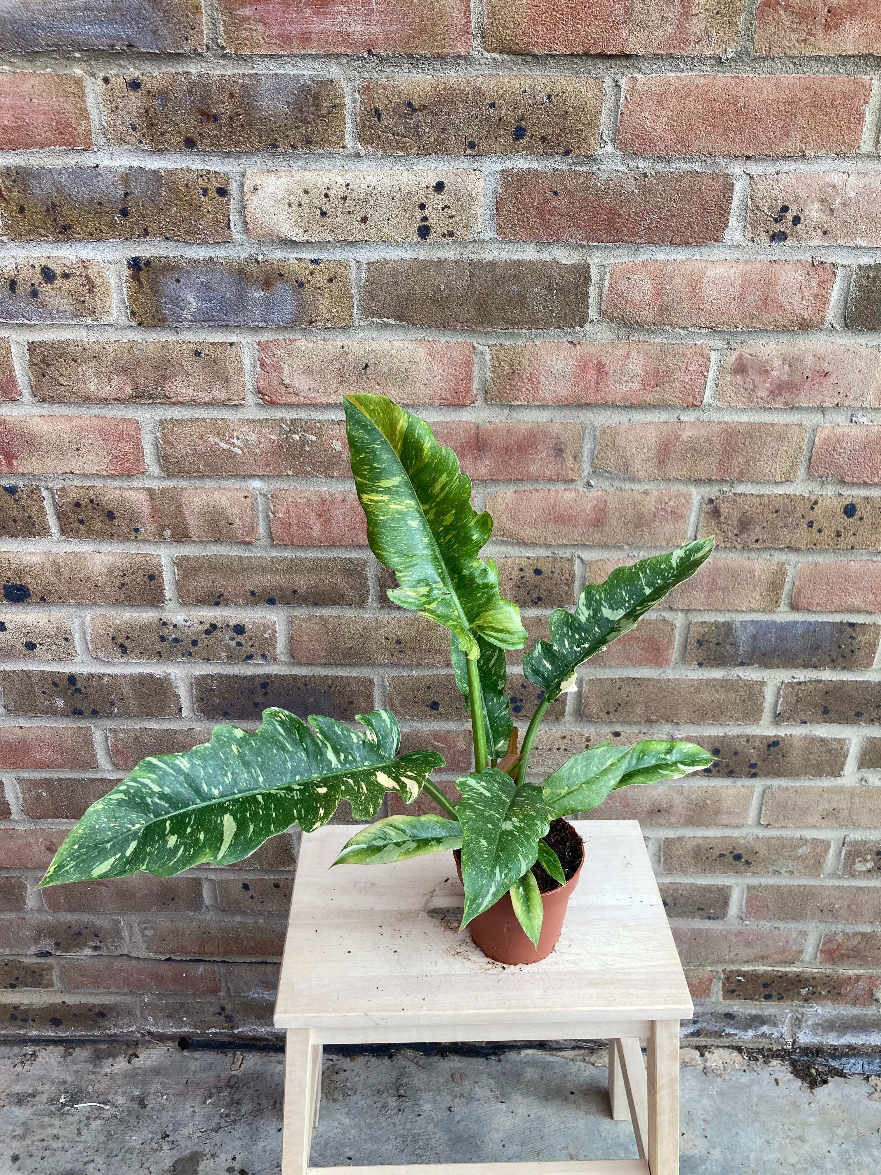 Philodendron Ring of Fire