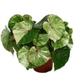 Begonia Rouge Variegated