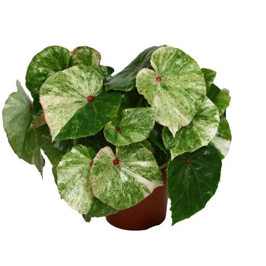 Begonia Rouge Variegated