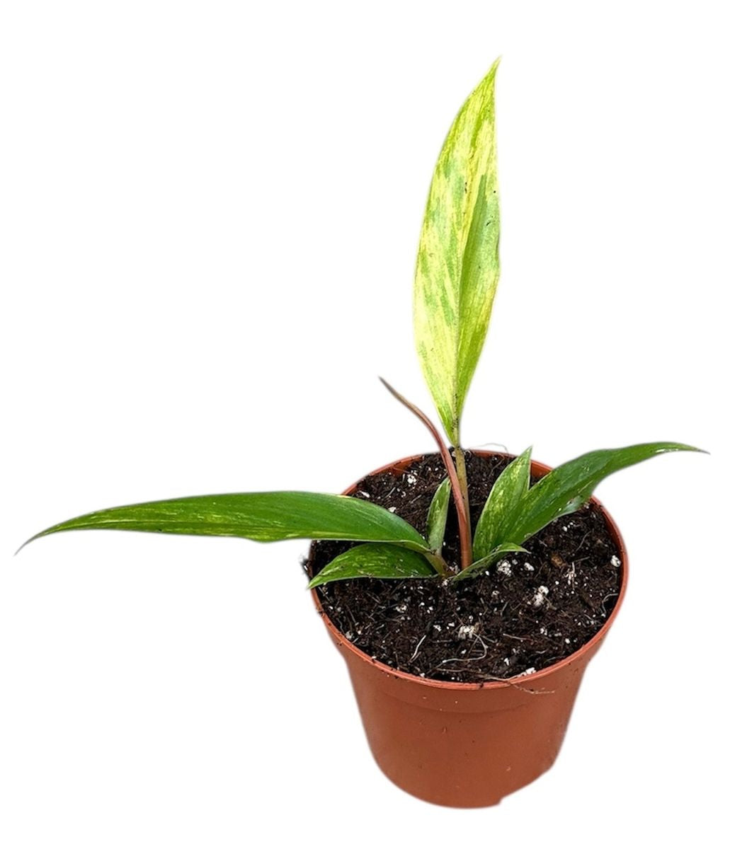 Philodendron Caramel Marble