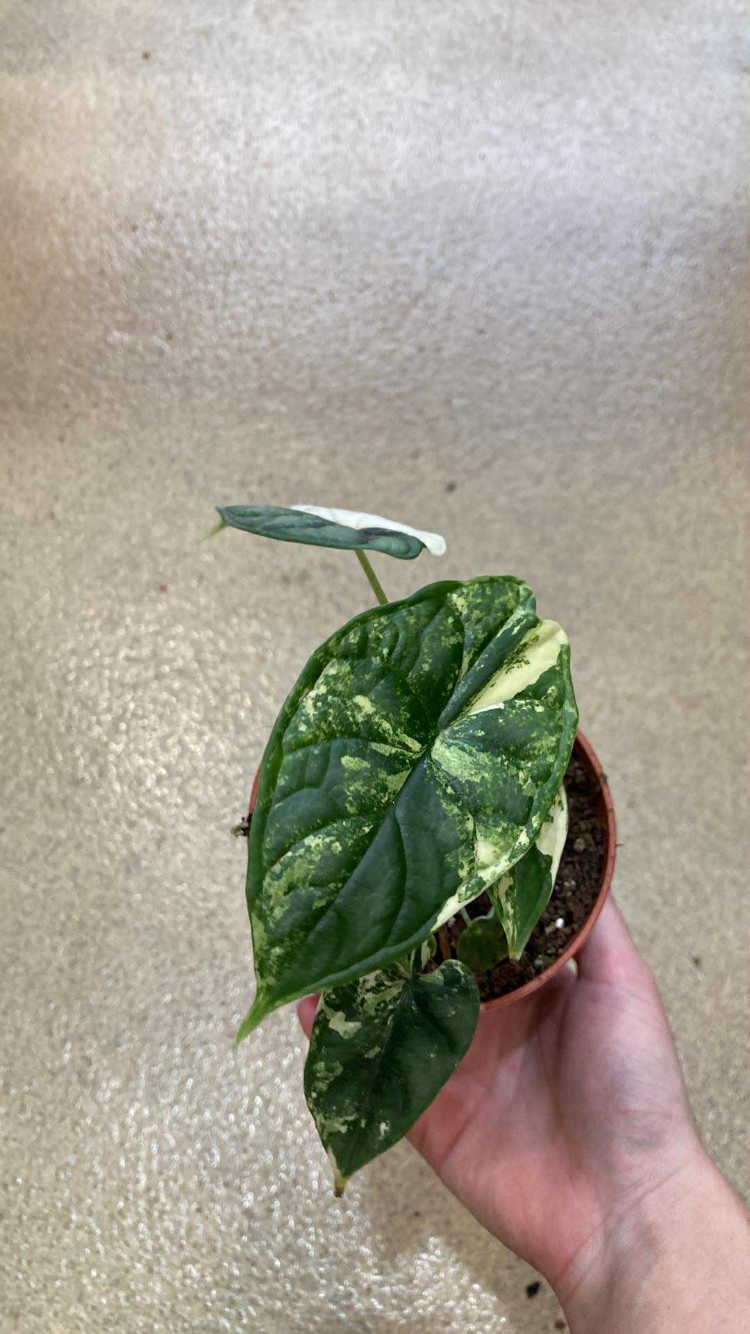 Alocasia 'Dragon Scale Mint’