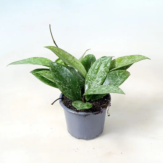 Hoya Publicalyx ‘Silver Spot’