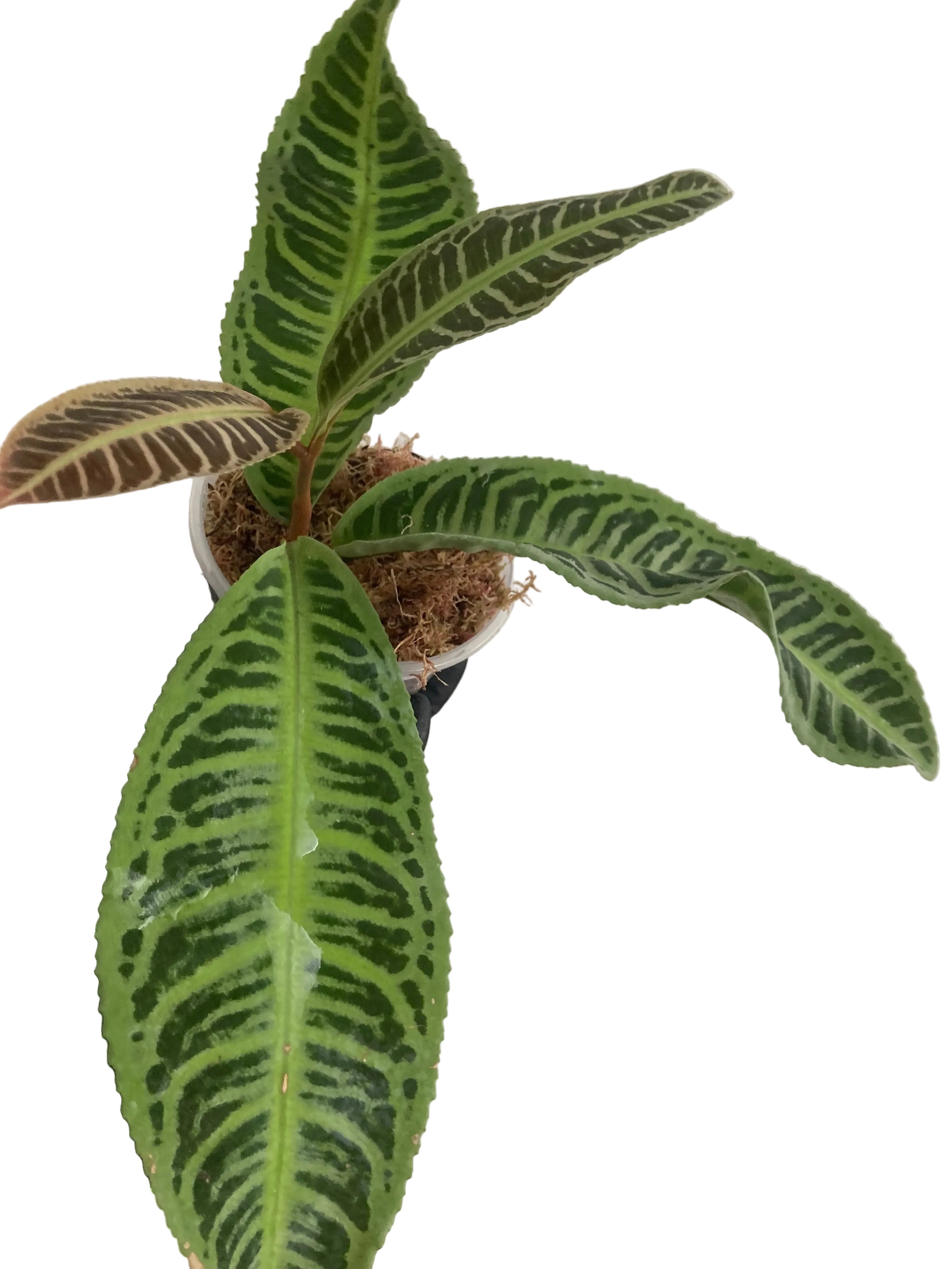 Labisia Japonia (P10,5)