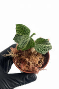 Anoectochilus formosanus x burmanicus