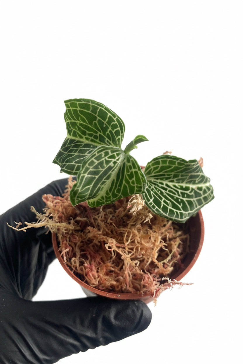 Anoectochilus formosanus x burmanicus