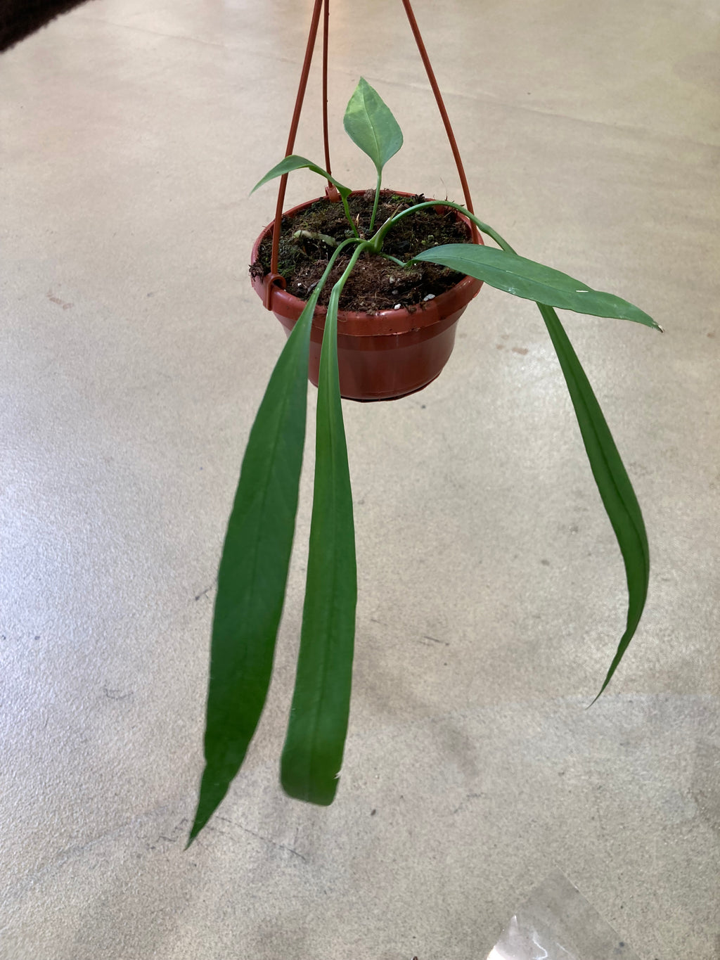 Anthurium Vittarifolium (P14)