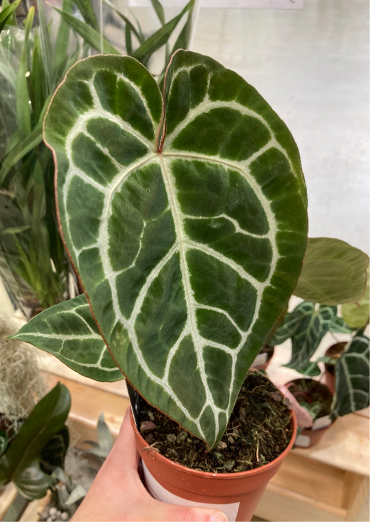 Anthurium ‘Crystallinum’