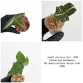 Jewel orchids mystery box