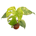 Monstera Mint