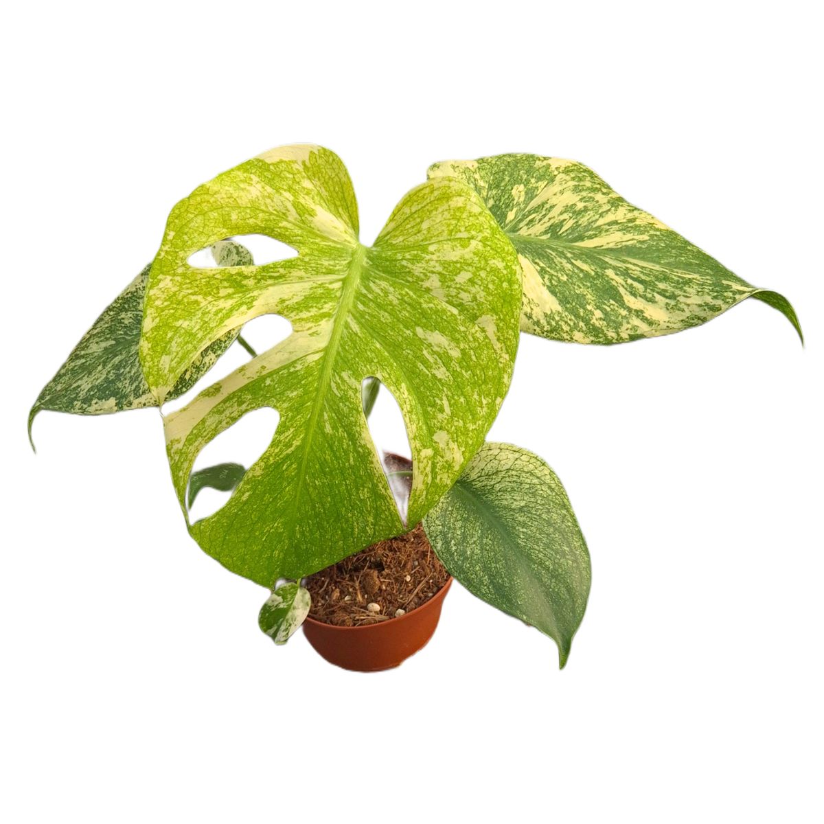 Monstera Mint