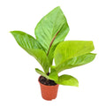 Anthurium Jenmanii