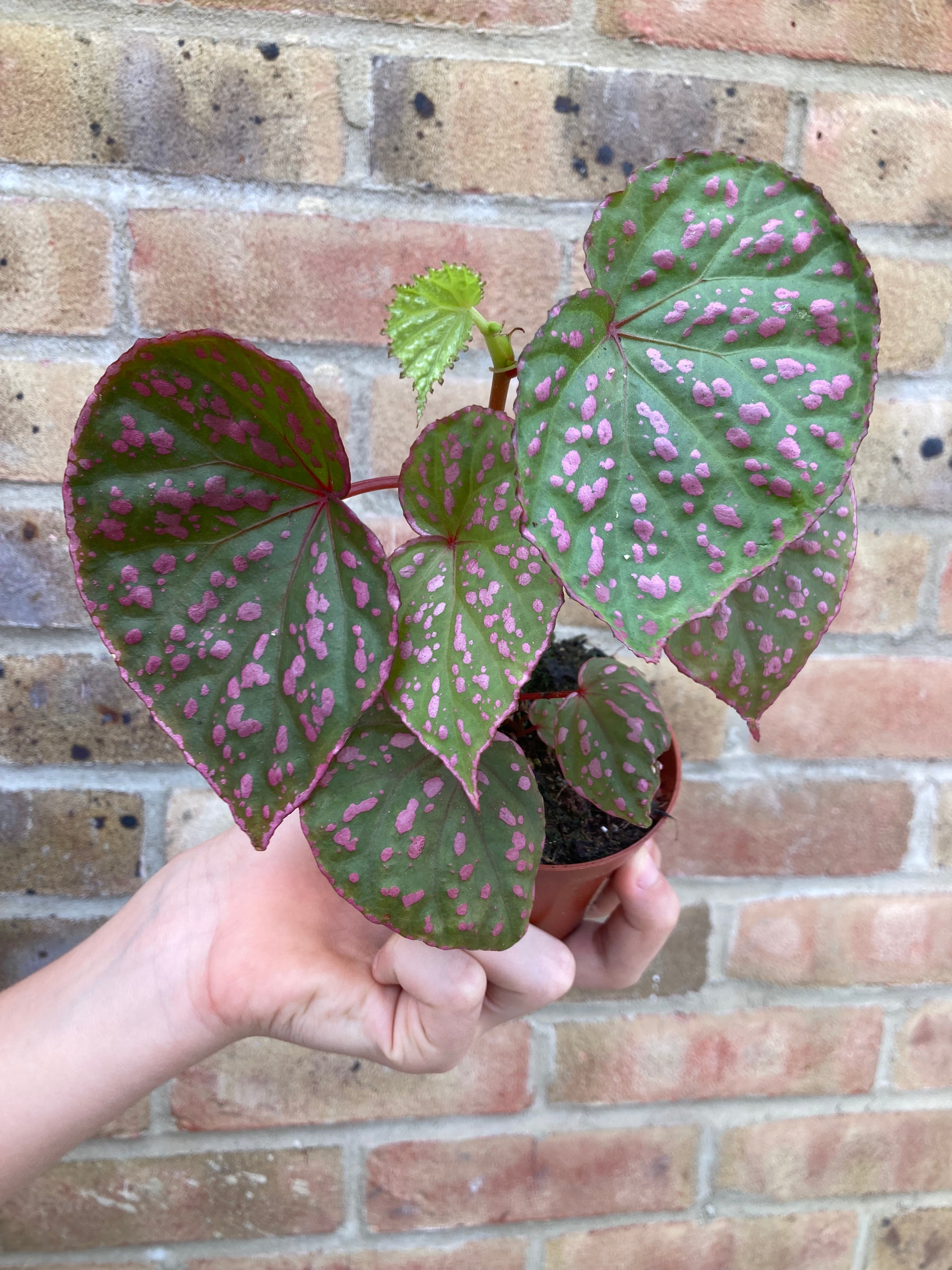 Begonia Muara Wahau