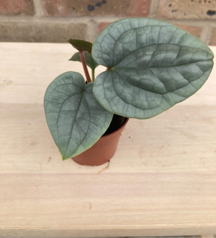 Anthurium Luxurians ( platinum)